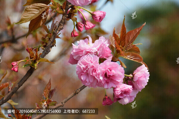 櫻花