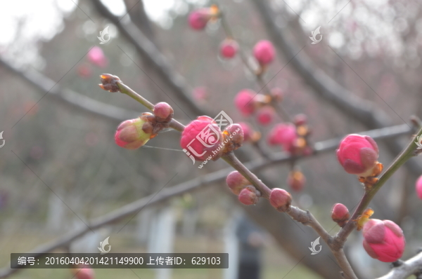梅花