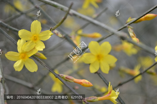 迎春花