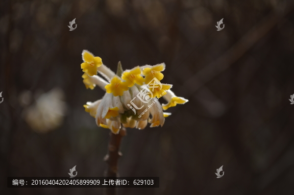 結(jié)香