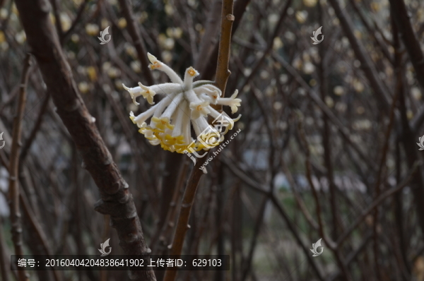 結(jié)香