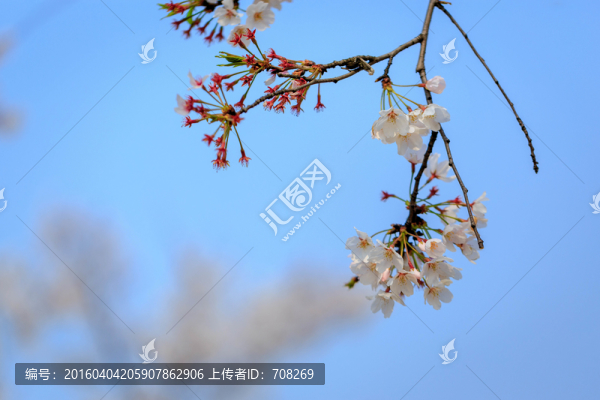 上海辰山植物園櫻花