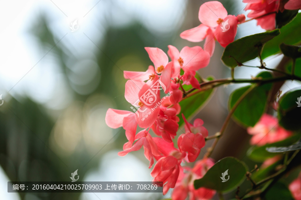 上海辰山植物園鮮花