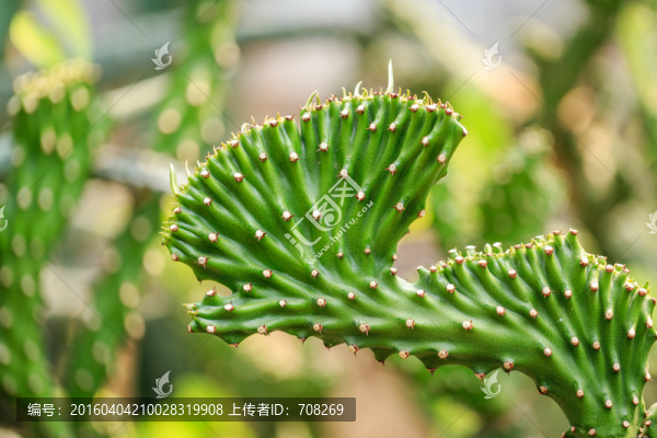 上海辰山植物園仙人掌