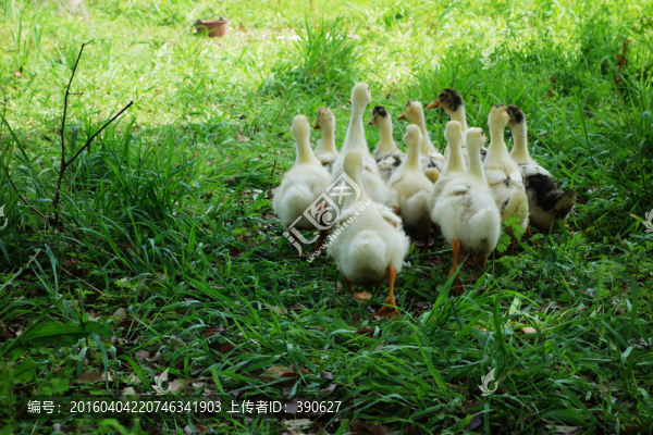 一群小鵝