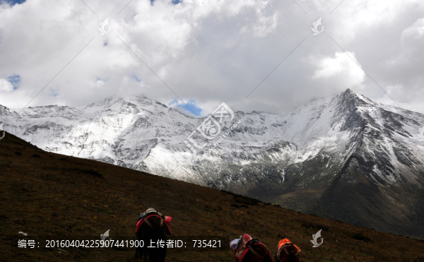 雪山,馬匹