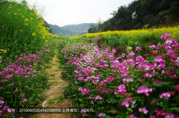 油菜花