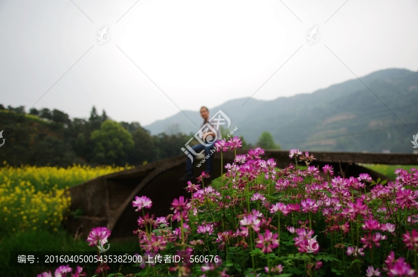 油菜花