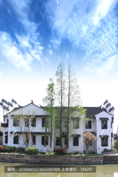 西塘古鎮(zhèn),杉樹