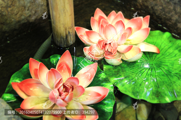 蓮花,睡蓮,荷花