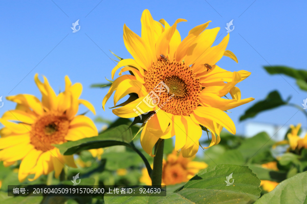 向日葵