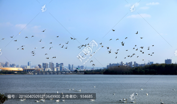 天鵝湖