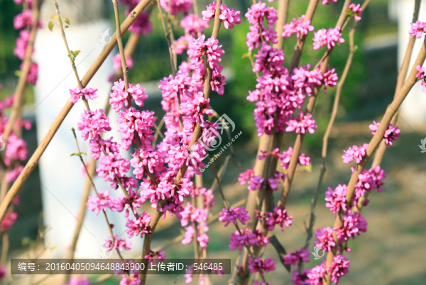紫荊花