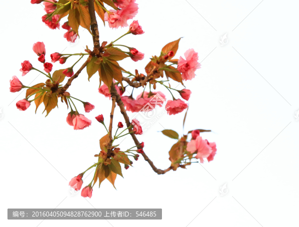一枝櫻花