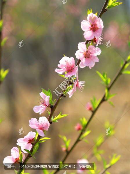 桃花