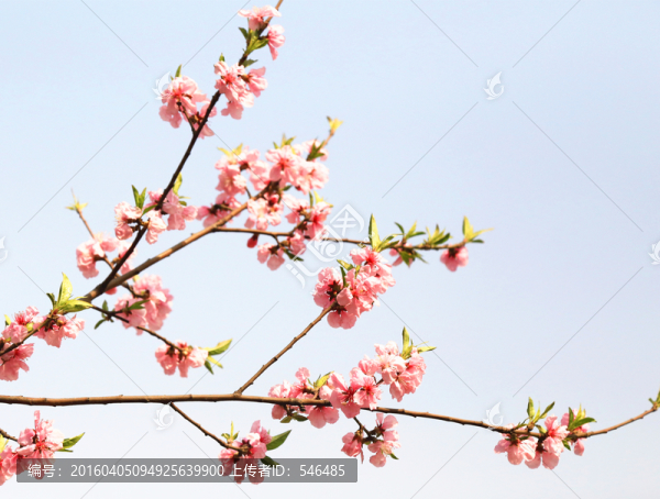 一枝桃花