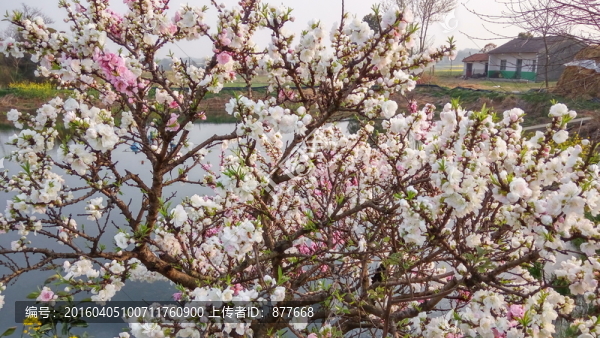 一樹(shù)桃花