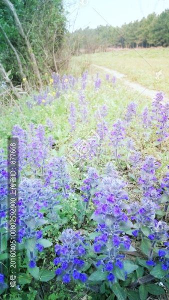 路邊的野花為誰開