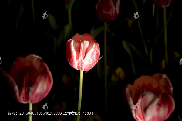 郁金香