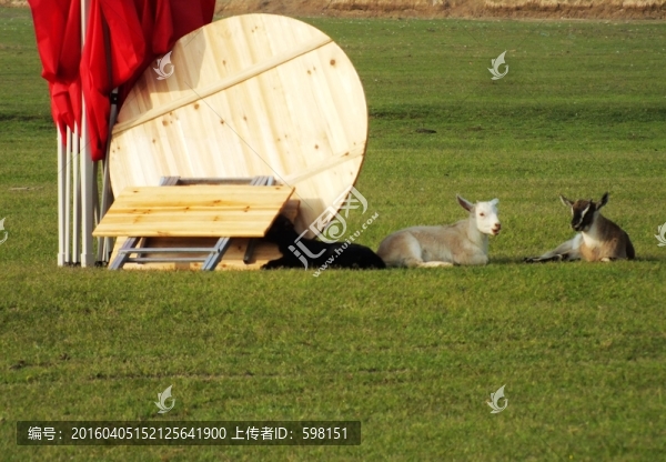 餐桌與小羊羔
