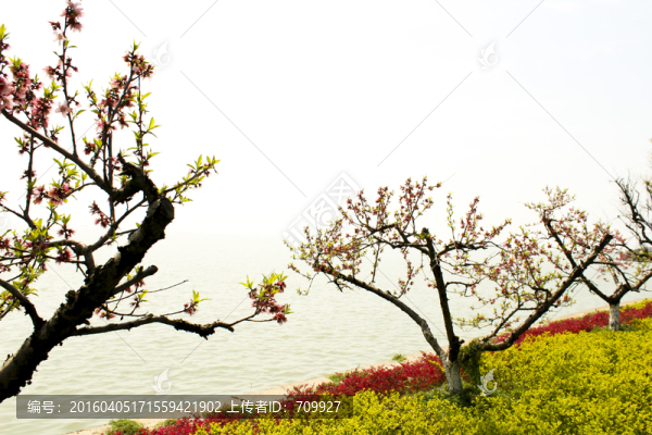 桃花,桃樹,花朵,特寫,植物