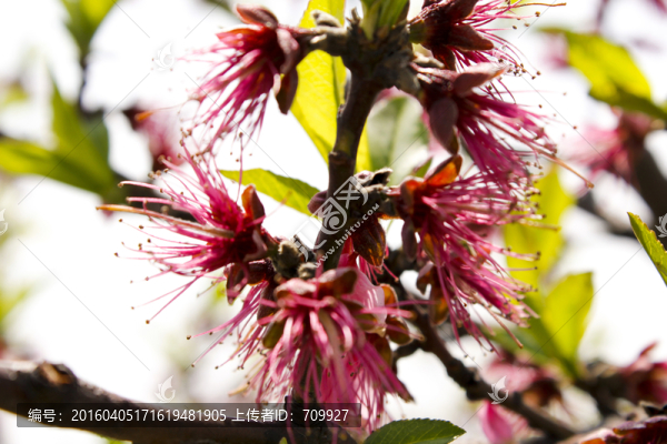 桃花,桃樹(shù),花朵,特寫(xiě),植物