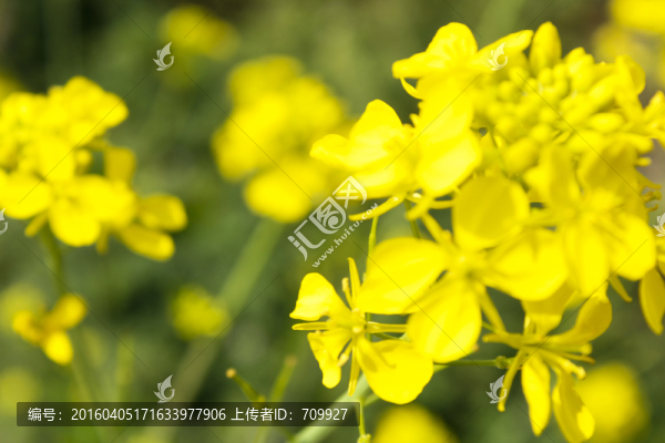 油菜花,植物,農(nóng)作物,金黃色