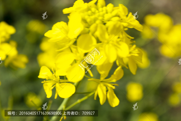 油菜花,植物,農(nóng)作物,金黃色