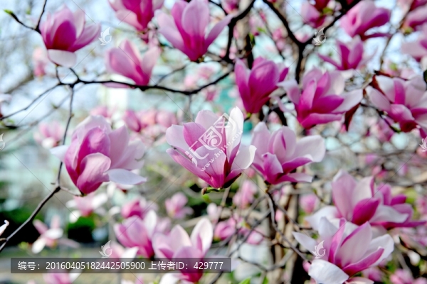 玉蘭花開,春天