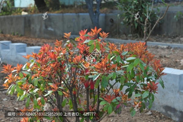 紅葉石楠