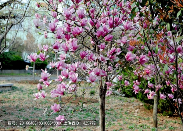 景觀樹(shù),,園林風(fēng)景