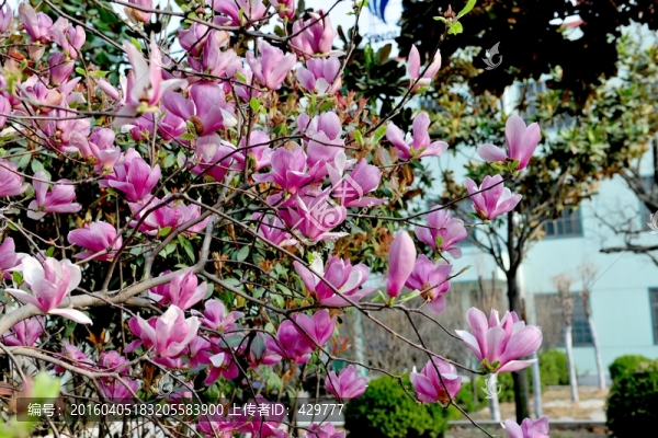 玉蘭花開