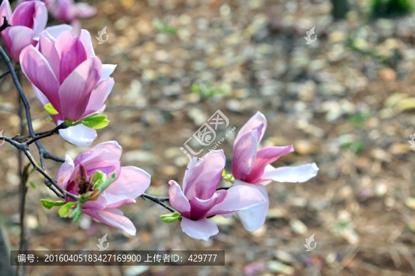 高清玉蘭花