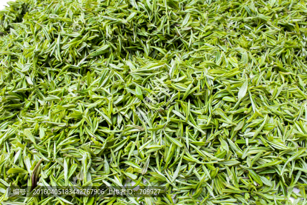 采茶,茶葉,茶園,茶場(chǎng),茶樹