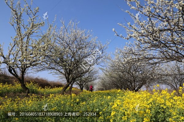 梨園春光