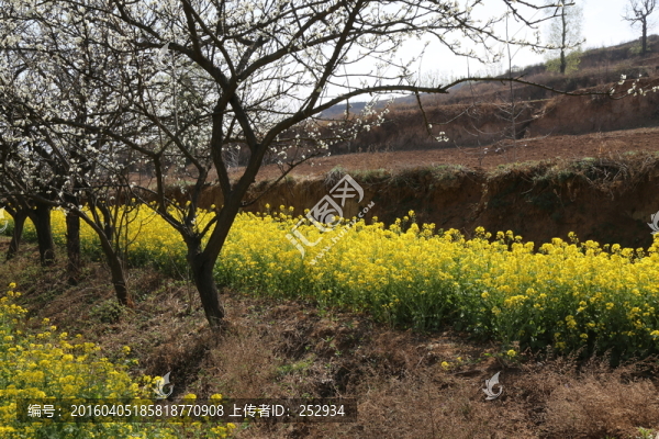 油菜花
