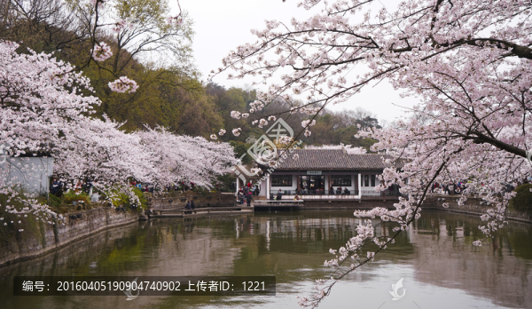 黿頭渚櫻花
