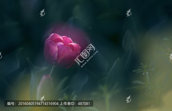 夢(mèng)幻郁金香