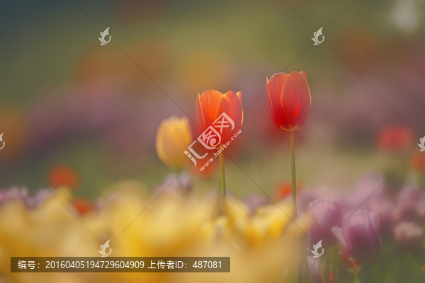 夢(mèng)幻郁金香