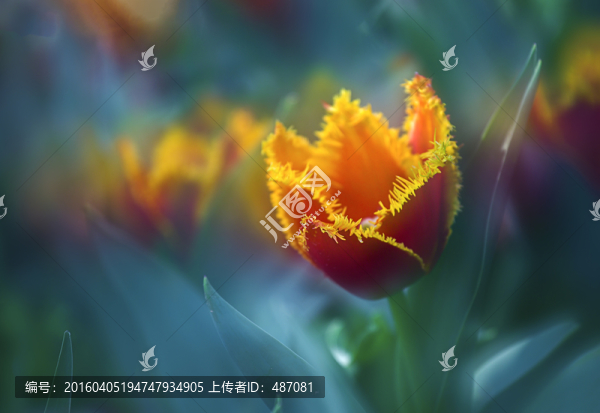 夢(mèng)幻郁金香