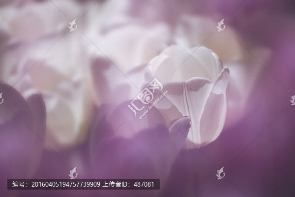 郁金香