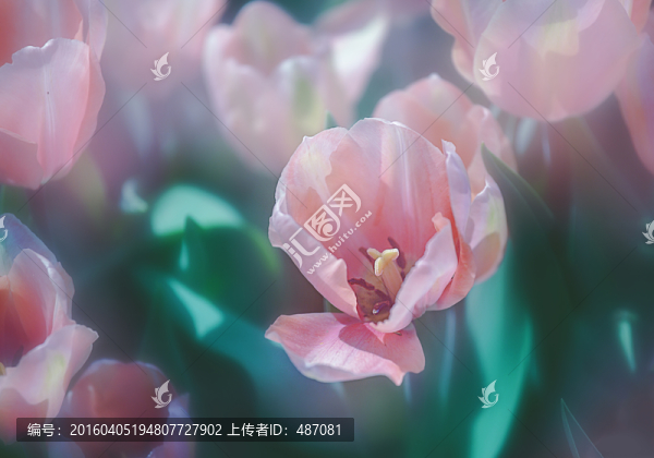 郁金香