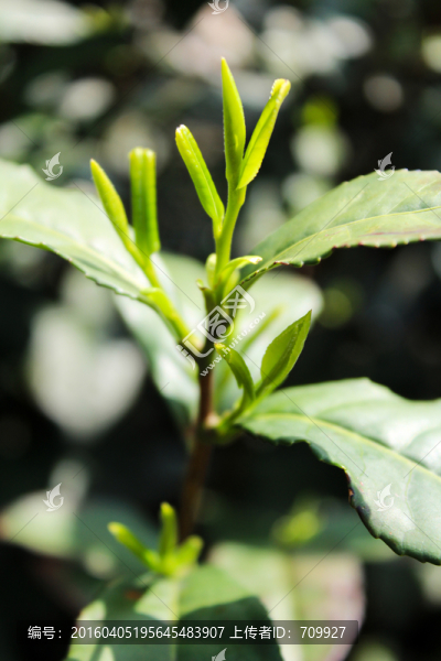 采茶,茶葉,茶園,茶場,茶樹