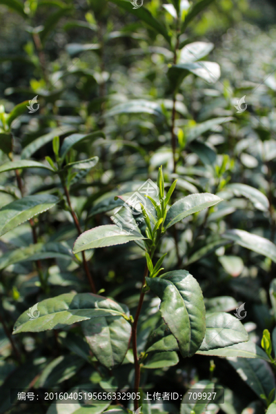 采茶,茶樹,茶葉,碧螺春