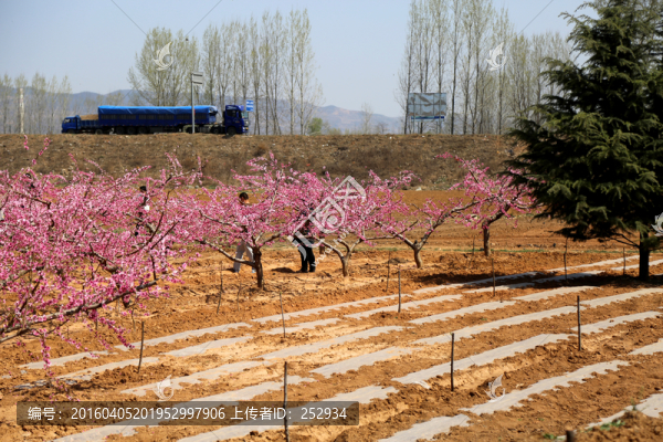 桃花圓