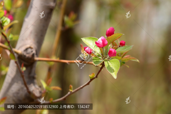 海棠含苞待放
