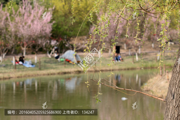 岸邊垂柳