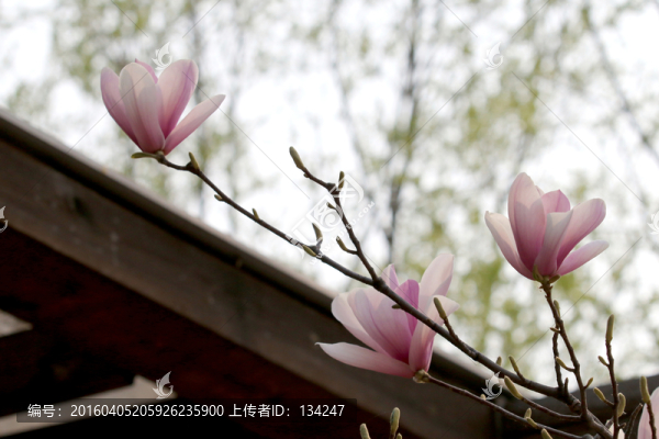 紫玉蘭