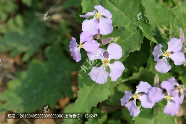四瓣紫色野花