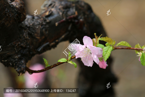 榆葉梅嬌艷欲滴
